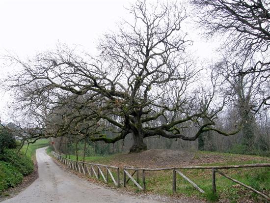 quercia_capannori
