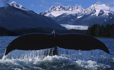 Sea Sherped, una mostra a Capannori sull'estinzione delle specie marine Sea Sherped, una mostra a Capannori sull'estinzione delle specie marine