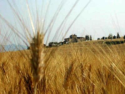 Crescono le fattorie sociali. Ambiente, solidarietà ed etica gli ingredienti base Crescono le fattorie sociali. Ambiente, solidarietà ed etica gli ingredienti base