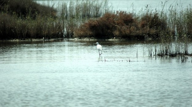 airone-nella-laguna-di-orbetello-in-toscana Toscana, dichiarate sette nuove zone umide di importanza internazionale