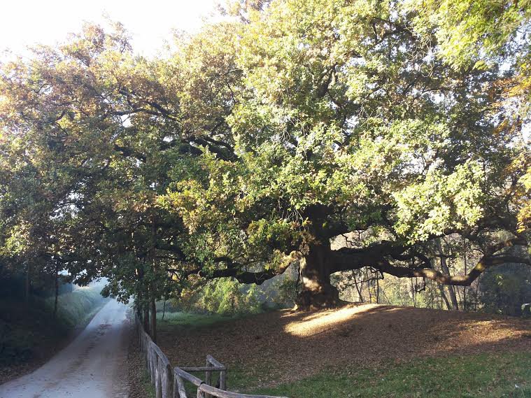 Il “Quercione” di Capannori tra i 10 finalisti del Concorso nazionale "Albero dell'anno" Il “Quercione” di Capannori tra i 10 finalisti del Concorso nazionale "Albero dell'anno"