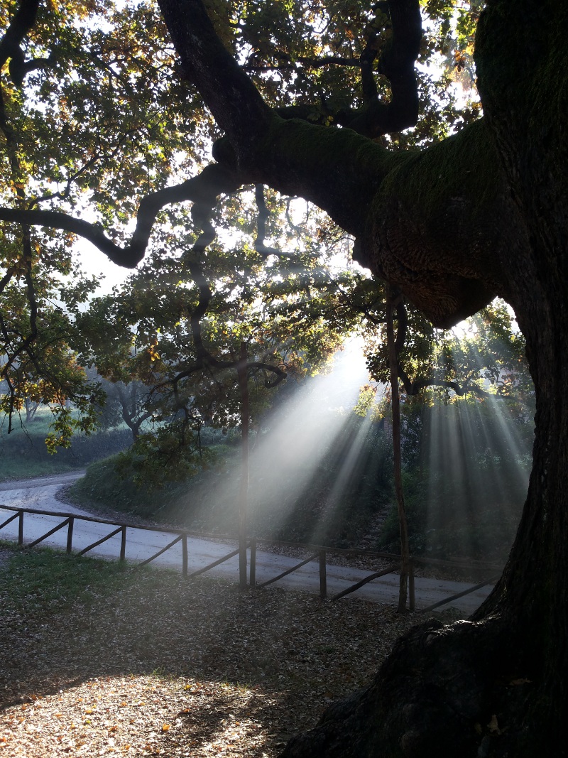 Il Quercione di Capannori arriva in finale per il Concorso nazionale Albero dell'Anno Il Quercione di Capannori arriva in finale per il Concorso nazionale Albero dell'Anno