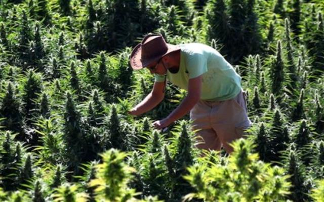 Cannabis, Coldiretti: da primo raccolto di Stato lavoro per diecimila